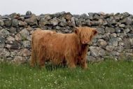 Highland cow in Scourie